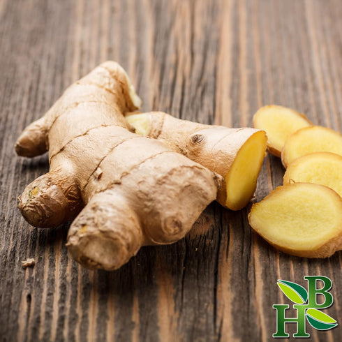 Herb To Body Ginger Root C/S | Cut & Sifted | Zingiber Officinale | Wildcrafted | 4oz...