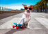 Lionet Paws Design Dogs Collar Cute Summer Sailor Bow Dog Collars for Girl Female Medium Large Dogs with Colorful Sailboat L...