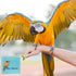 Bird Whistles 5 Pcs Swiss Warblers Magic Fun Bird Callers 5 Colors Original Tweeting Noisemakers for Gift Party Supplies (5 Pcs)...