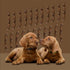 ROAM Pet Treats Ossy Hide – Ostrich Dog Chew Contains 2 Braided Hide Chews...