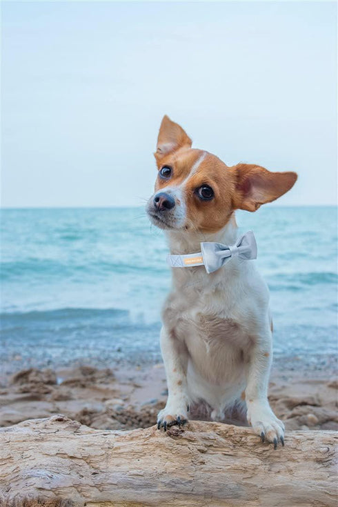 Unique style paws Dog Collar, Blue Silk Dog Collar with Bow, Soft Bowtie Adjustable Pet Collar Gift for Female or Male Small Dogs...