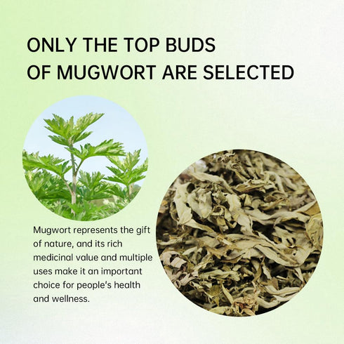 HANFANGLING Mugwort Leaf Herbal Tea Loose Leaf Natural Mugwort Sprouts 1.76oz...