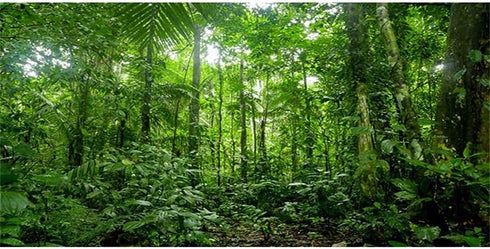AWERT 48x24 inches Terrarium Background Tropical Aquarium Background Green Huge Tree Rainforest Reptile Habitat Background Durable Polyester Backg...