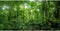 AWERT 48x24 inches Terrarium Background Tropical Aquarium Background Green Huge Tree Rainforest Reptile Habitat Background Durable Polyester Backg...
