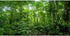 AWERT 48x24 inches Terrarium Background Tropical Aquarium Background Green Huge Tree Rainforest Reptile Habitat Background Durable Polyester Backg...