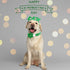 2023 NEW St.Patrick's Day Dog Collar with Flower Tie-Babole Pet, Cute Clover male Dog Collar with Safety Metal Buckle Adjustable Puppy Collars for...