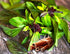 Mexican Basil with Cinnamon Flavor Exotic Herb Garden Seeds for Planting 200+ Seeds...