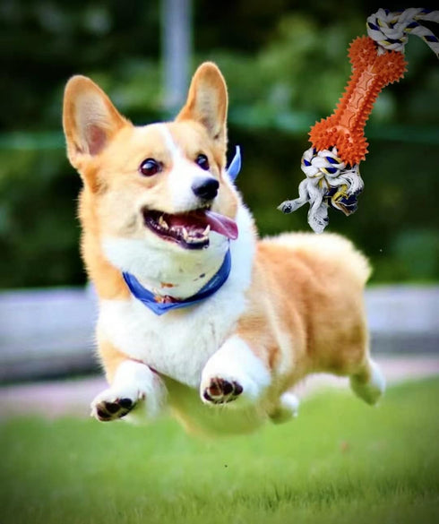 Puppy Chew Toys Pet Dog Teething Toys with Rope Funny Bone Toothbrush Soothe Teeth Itching for Small and Medium Dogs (5 Pack Orange)...
