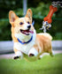 Puppy Chew Toys Pet Dog Teething Toys with Rope Funny Bone Toothbrush Soothe Teeth Itching for Small and Medium Dogs (5 Pack Orange)...