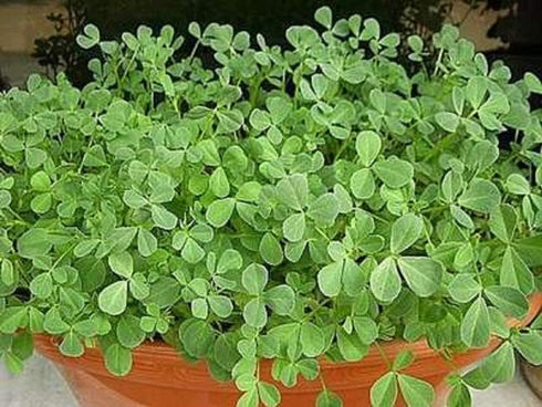 Fenugreek Sprouting Seed, Non GMO - 4 oz - Country Creek Acres Brand - Fenugreek for Sprouts, Garden Planting, Cooking, Soup, Emergency Food Stora...