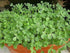 Fenugreek Sprouting Seed, Non GMO - 4 oz - Country Creek Acres Brand - Fenugreek for Sprouts, Garden Planting, Cooking, Soup, Emergency Food Stora...