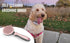 AndroPets - Self-Cleaning Grooming Brush for Dogs and Cats | Removes Loose Undercoat, Mats, and Tangled Hair | Deshedding Tool and Massage Brush (...