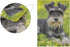 Miniature Schnauzer The Green Grass Garden Flag Banner 12 x 18 Inch Decorative Garden Flag for Outdoor Lawn and Garden Home Décor Double-Sided...