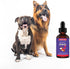 Premium DMG for Dogs – DMG Liquid to Support Immune Health, Skin, Stamina, Muscles, Stress & Performance - Dimethylglycine (DMG) for All Ages, Siz...