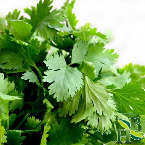 Herb To Body Parsley Leaves C/S | Cut & Sifted | Petroselinum Crispum | Wildcrafted | 4oz...