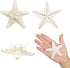 Jangostor 12 PCS Starfish 2-6 Inch Mixed Starfish Natural Seashells Starfish Star Fish Shells Decorations Perfect for Wedding Decor Beach Theme Pa...
