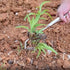 Garden Weeder Hand Tool,Ergonomic Weeding Tools,Stainless Steel Base Easy Weed Removal and Deeper Digging for Planting and Weeding V (Stainless St...