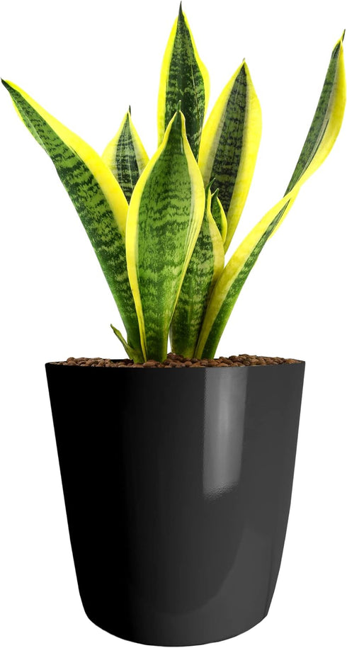 The HC Companies 8 Inch Aria Round Self Watering Planter - Plastic Plant Pot for Indoor Outdoor Plants Flowers Herbs, Glossy Black...