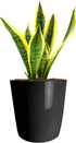 The HC Companies 8 Inch Aria Round Self Watering Planter - Plastic Plant Pot for Indoor Outdoor Plants Flowers Herbs, Glossy Black...