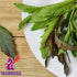 Alebrixes - Epazote 4 oz (113 G) | Dried Epazote Leaves - Hoja de Epazote Aromatica | 100% natural - Resealable bag | Imported from Mexico...