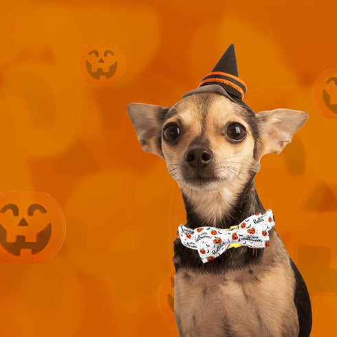 Halloween Dog Collar, Pet Collar Dog Bow Pumpkin Dog Collar Girl Boy Holiday Pet Dog Collar Gift Bow Dog Collar Cute Soft Puppy Collar for Medium ...