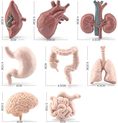 8 Piece Mini Human Organ Set Mini Human Body Model for Kids Mini Body Parts Sets 3D Human Anatomy Model Anatomy and Physiology Study Tools Student...