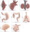 8 Piece Mini Human Organ Set Mini Human Body Model for Kids Mini Body Parts Sets 3D Human Anatomy Model Anatomy and Physiology Study Tools Student...