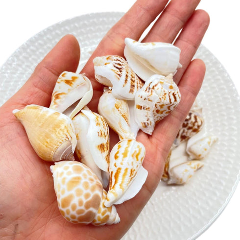 105g Hermit Crab Shells,White Yellow Natural Sea Conch Size30mm-40mm,Turbo Seashells for Hermit Crab Supplies and Beach Decoration Large Sea Shel,...