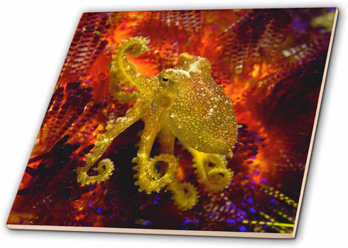 3dRose ct_73235_3 Indonesia, Pantar Island, Octopus, Marine Life-AS11 BJA0095-Janyes Gallery-Ceramic Tile, 8-Inch...