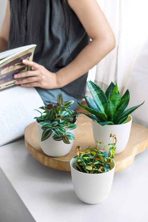 Mkono 4.5" Plastic Succulent Planters with Saucers, Indoor Set of 5 Nursery Pots Flower Plant Pot with Drainage for Small House Plants, Herbs and ...