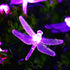 SEMILITS Solar String Lights 20Ft 30LED Dragonfly Shaped Waterproof Fairy Decoration Lighting for Indoor/Outdoor,Patio Christmas party Holiday Dec...