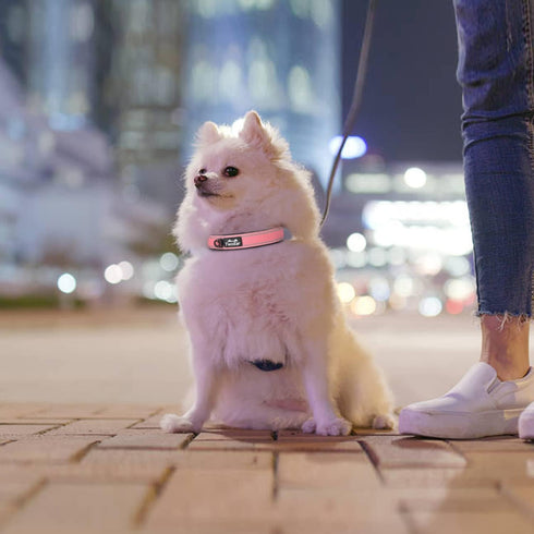 TwoEar Heavy Duty Dog Collar, Comfy Adjustable Soft Neoprene Padded Reflective Pet Collars with Metal Buckle for Small/Medium/Large Dog Breeds(S, ...