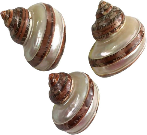 3 Pc Large Turbo with Pearl Banded Shells,Hermit Crab Shell &Turbo Shells Hermit Crab Supplies for Decor 2-2.5Inch...