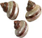 3 Pc Large Turbo with Pearl Banded Shells,Hermit Crab Shell &Turbo Shells Hermit Crab Supplies for Decor 2-2.5Inch...