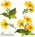 All-Natural Arnica Muscle Balm - Plant-Based Topical swelling and bruising Relief | Essential Oils & Menthol soothes and cools sore muscles, Hypoa...