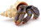 Gemini&Genius Sea Animal Hermit Crab Action Figure Toy for Kids, Soft Rubber Realistic Ocean Crab Educational and Role Play Toys for Kids and Coll...