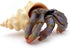 Gemini&Genius Sea Animal Hermit Crab Action Figure Toy for Kids, Soft Rubber Realistic Ocean Crab Educational and Role Play Toys for Kids and Coll...