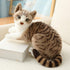 Siamese Cat Stuffed Animal, Shorthair Cat Realistic Plush Cat Stuffed Toys, Gift for Kids 12inches (B)...