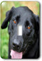3dRose lsp_206817_1 Black Labrador Single Toggle Switch, Multicolor...