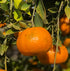 Orange Essential Oil - Direct from Citrusmade in Sicily- Pure Essential Oils for Diffusers and Aromatherapy - 100% Pure Therapeutic Grade (15ml)...