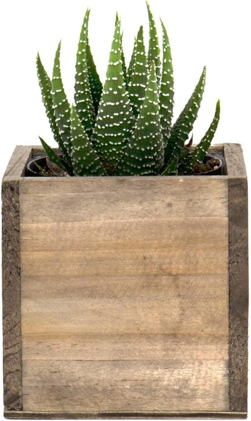 CYS EXCEL Cube Planter Box with Removable Plastic Liner (3"x3"x3")(6 PCS) | Multiple Size Choices Wood Square Planter | Indoor Decorative Window B...