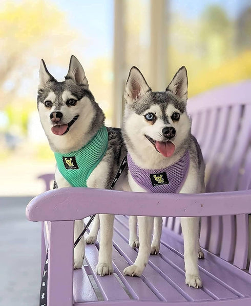 EcoBark Dog Harness - Eco-Friendly Max Comfort Harnesses - Luxurious Soft Mesh Halter - Over The Head Harness Vest- No Pull and No Choke for Puppy...