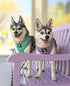 EcoBark Dog Harness - Eco-Friendly Max Comfort Harnesses - Luxurious Soft Mesh Halter - Over The Head Harness Vest- No Pull and No Choke for Puppy...