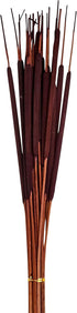 26" Natural Dried Pencil, Set of 5 Bunches of 25, 125pcs, Dark Brown Cattail, Large...