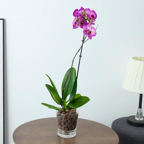 4inch Self Watering Glass Orchid Pot with Holes, Clear Plant Pot Orchids Planter for Indoor Plants with Saucer Reservoir & Drainage Holes, Easy Se...