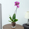 4inch Self Watering Glass Orchid Pot with Holes, Clear Plant Pot Orchids Planter for Indoor Plants with Saucer Reservoir & Drainage Holes, Easy Se...