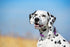 Dark Purple Martingale Collar for Dogs, Reflective Nylon Dog Collar Adjustable Stainless Steel Chain Collar Female No Pull Pet Training Collar for...