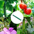 10 Pcs Tomato Support Hooks with 20 Plant fixing clips Plant Climbing Hooks Garden Hooks for Garden Flower Vegetable, Iron Plant Vine Tie Support ...