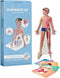 Humanoid 4D+ Augmented Reality Human Anatomy Model - Interactive Educational STEM Tool with Free App, Audio Narration, Multilingual Support - Expl...