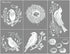 A Maker's Studio - Reusable Adhesive Mesh Stencil Sheet - Great for DIY Arts and Crafts - Suitable for Paints and Inks - Bird Pattern (8.5 x 11 In...
